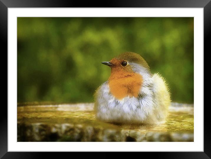 ROBIN IN THE BATH Framed Mounted Print by Anthony R Dudley (LRPS)