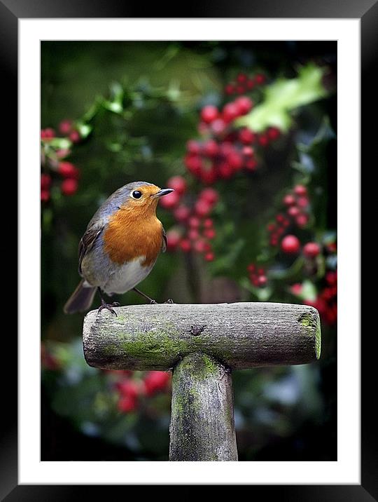 ROBIN IN THE HOLLY Framed Mounted Print by Anthony R Dudley (LRPS)