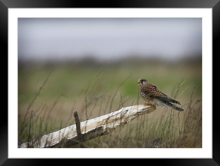 KESTREL Framed Mounted Print by Anthony R Dudley (LRPS)