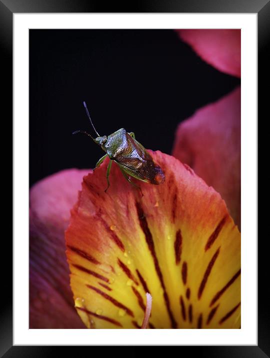 SHIELDBUG Framed Mounted Print by Anthony R Dudley (LRPS)
