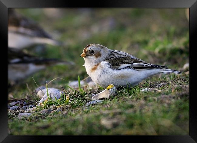 SNOW BUNTING Framed Print by Anthony R Dudley (LRPS)