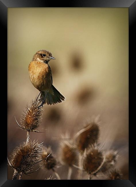 STONECHAT Framed Print by Anthony R Dudley (LRPS)