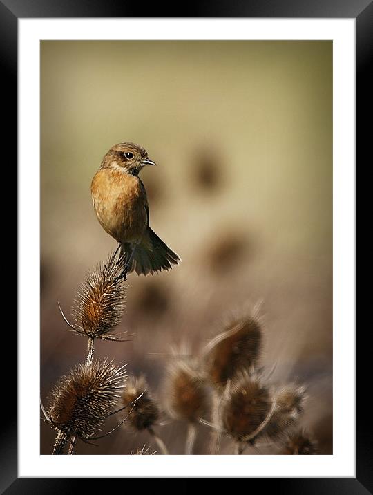 STONECHAT Framed Mounted Print by Anthony R Dudley (LRPS)