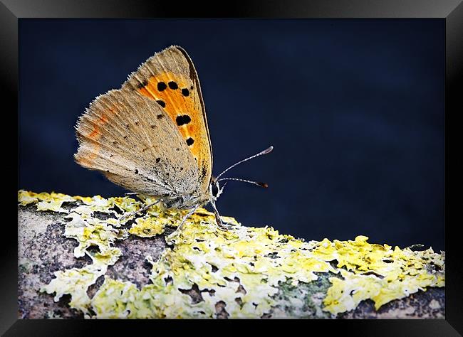 SMALL COPPER BUTTERFLY Framed Print by Anthony R Dudley (LRPS)
