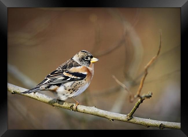BRAMBLING Framed Print by Anthony R Dudley (LRPS)