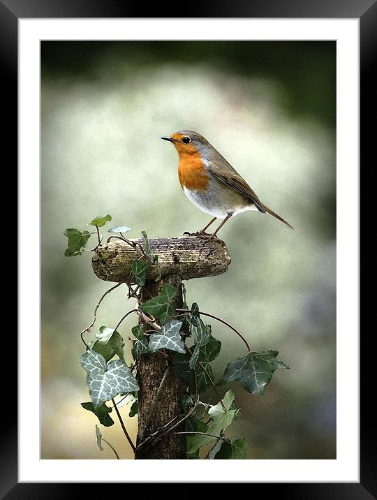 ROBIN Framed Mounted Print by Anthony R Dudley (LRPS)