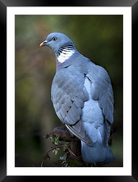 WOOD PIGEON Framed Mounted Print by Anthony R Dudley (LRPS)