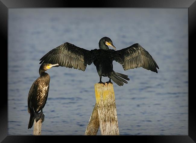 CORMORANT Framed Print by Anthony R Dudley (LRPS)