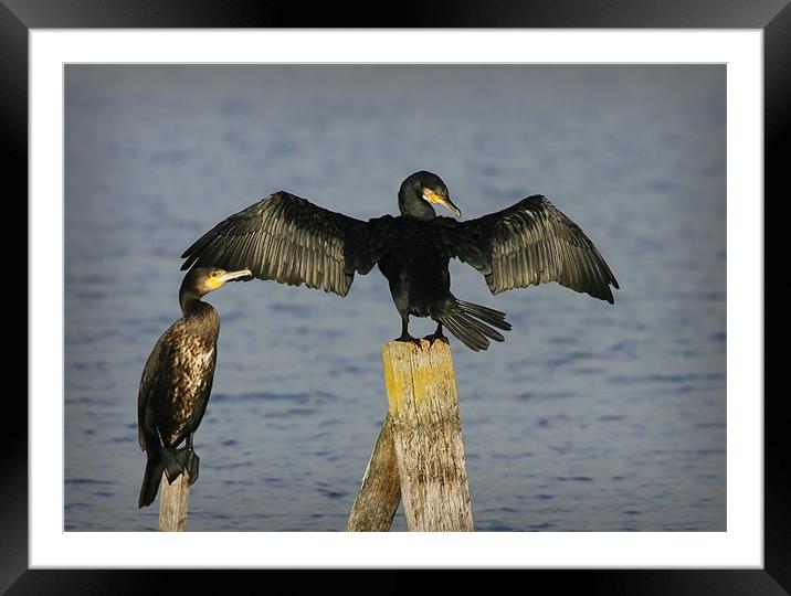 CORMORANT Framed Mounted Print by Anthony R Dudley (LRPS)