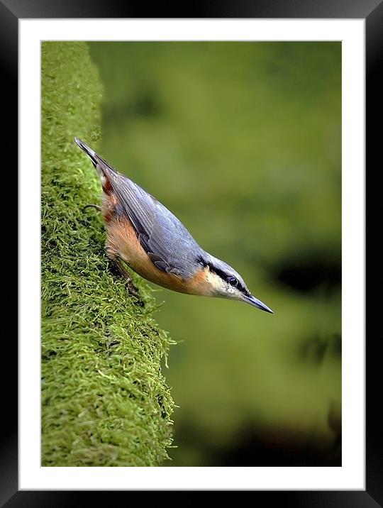 NUTHATCH #2 Framed Mounted Print by Anthony R Dudley (LRPS)
