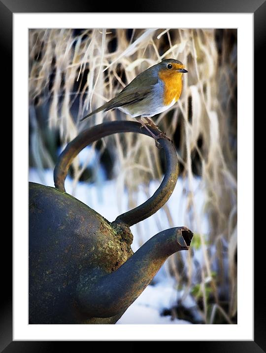 ROBIN AND KETTLE Framed Mounted Print by Anthony R Dudley (LRPS)
