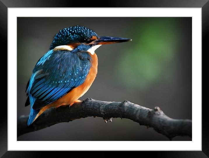 KINGFISHER Framed Mounted Print by Anthony R Dudley (LRPS)