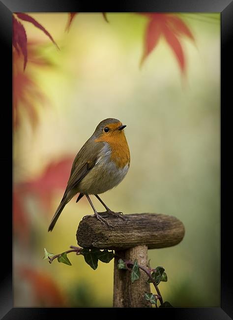 ROBIN AND ACER Framed Print by Anthony R Dudley (LRPS)