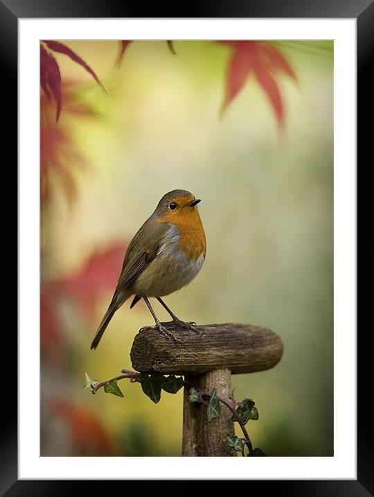 ROBIN AND ACER Framed Mounted Print by Anthony R Dudley (LRPS)