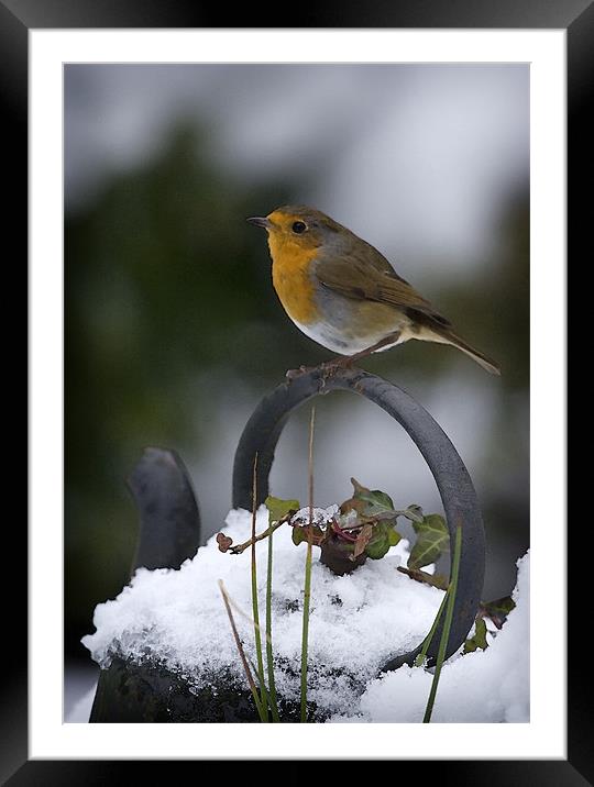 ROBIN ON OLD KETTLE Framed Mounted Print by Anthony R Dudley (LRPS)