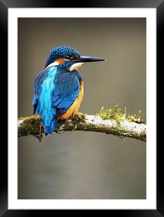 KINGFISHER #7 Framed Mounted Print by Anthony R Dudley (LRPS)