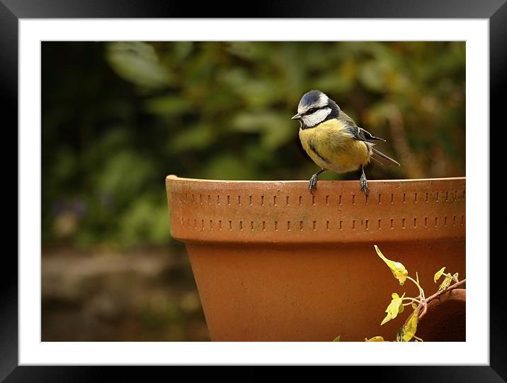 BLUE TIT ON OLD POT Framed Mounted Print by Anthony R Dudley (LRPS)