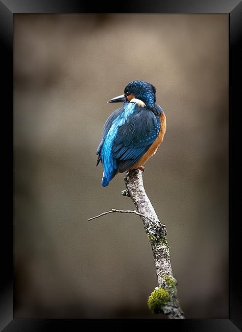 KINGFISHER#9 Framed Print by Anthony R Dudley (LRPS)