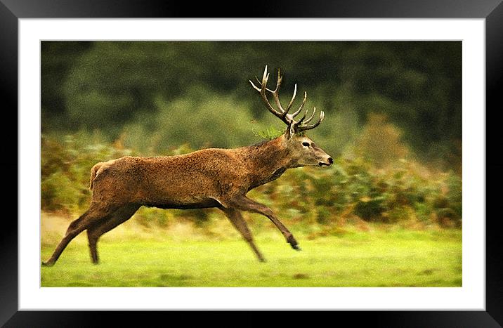 RUNNING DEER Framed Mounted Print by Anthony R Dudley (LRPS)