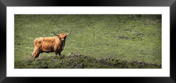 HIGHLAND CATTLE Framed Mounted Print by Anthony R Dudley (LRPS)