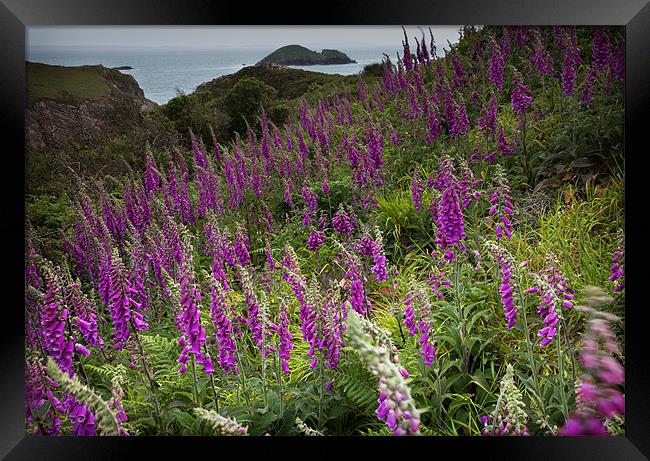 FOXGLOVES Framed Print by Anthony R Dudley (LRPS)