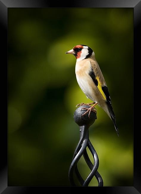 GOLDFINCH #2 Framed Print by Anthony R Dudley (LRPS)