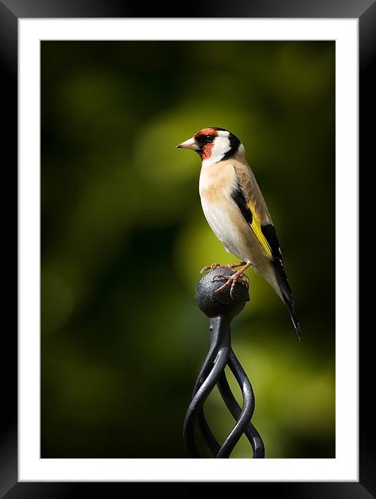 GOLDFINCH #2 Framed Mounted Print by Anthony R Dudley (LRPS)