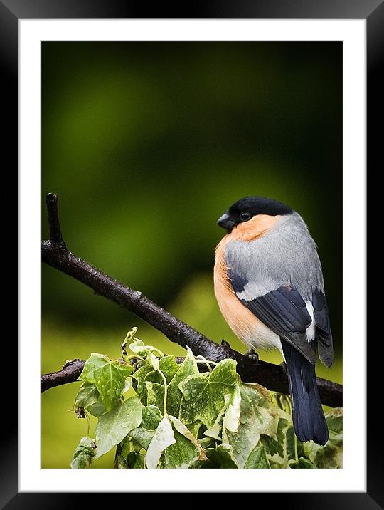 BULLFINCH #1 Framed Mounted Print by Anthony R Dudley (LRPS)