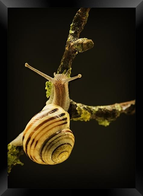 BANDED SNAIL Framed Print by Anthony R Dudley (LRPS)