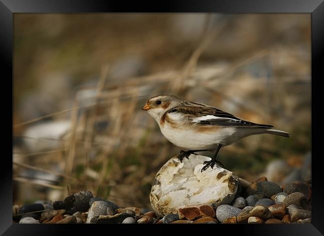SNOW BUNTING #1 Framed Print by Anthony R Dudley (LRPS)