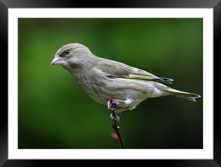 GREENFINCH Framed Mounted Print by Anthony R Dudley (LRPS)