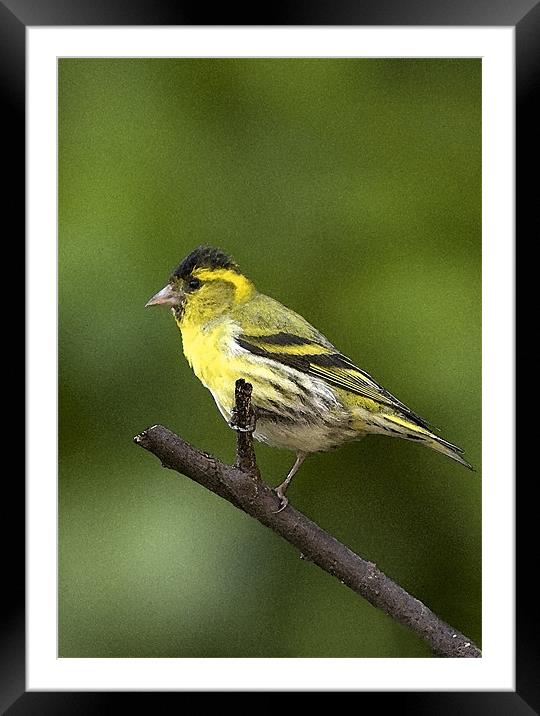 SISKIN Framed Mounted Print by Anthony R Dudley (LRPS)