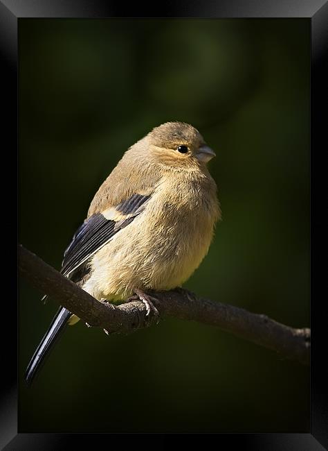 YOUNG BULLFINCH Framed Print by Anthony R Dudley (LRPS)