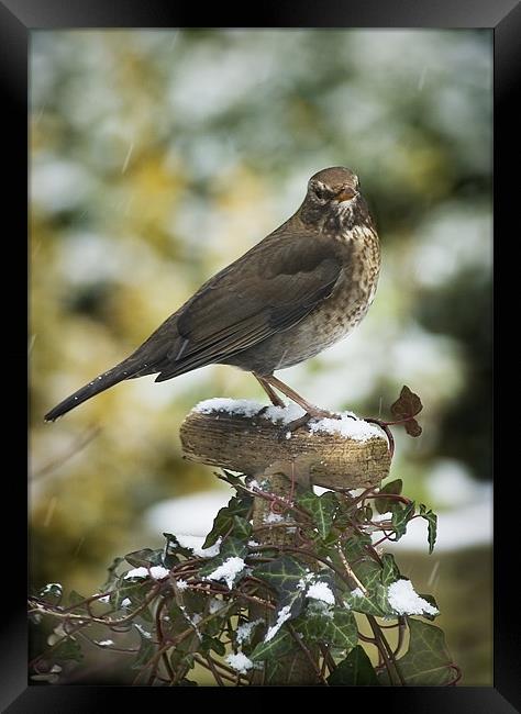 FEMALE BLACKBIRD Framed Print by Anthony R Dudley (LRPS)