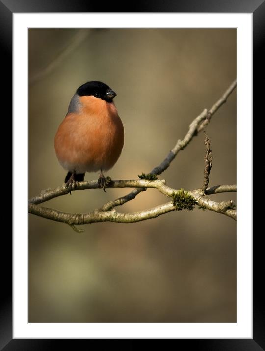 MALE BULLFINCH Framed Mounted Print by Anthony R Dudley (LRPS)