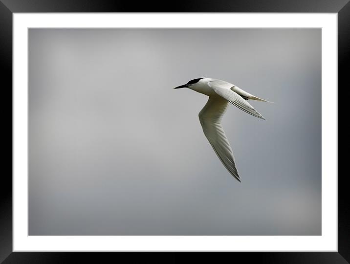 SANDWICH TERN Framed Mounted Print by Anthony R Dudley (LRPS)