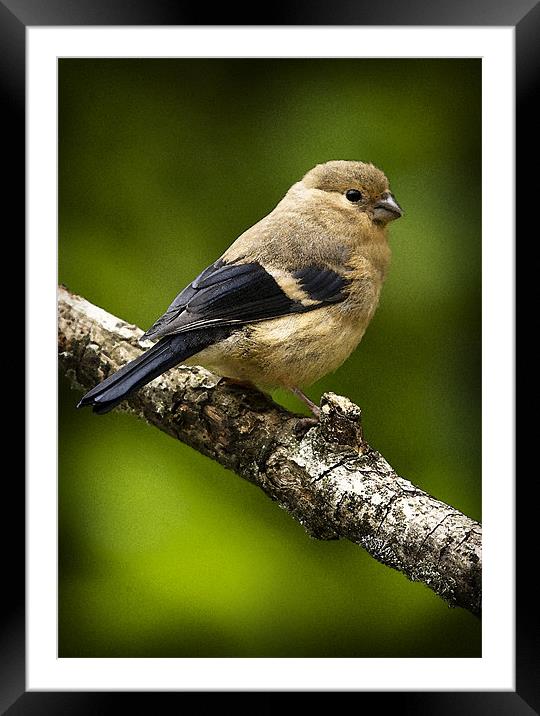 YOUNG BULLFINCH #1 Framed Mounted Print by Anthony R Dudley (LRPS)