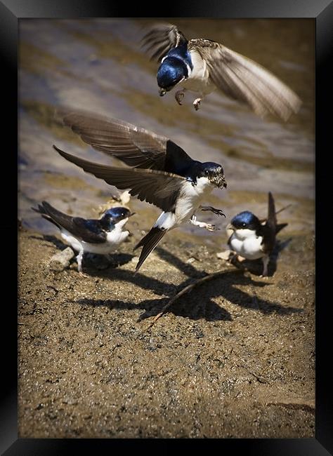 HOUSE MARTINS IN THE MUD Framed Print by Anthony R Dudley (LRPS)