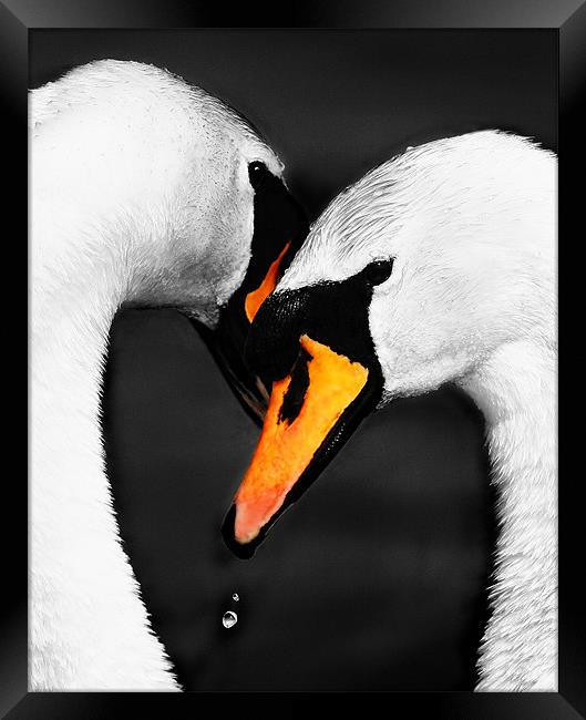 SWAN EMBRACE Framed Print by Anthony R Dudley (LRPS)