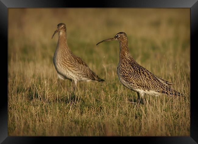 CURLEWS IN THE WINTER SUN Framed Print by Anthony R Dudley (LRPS)