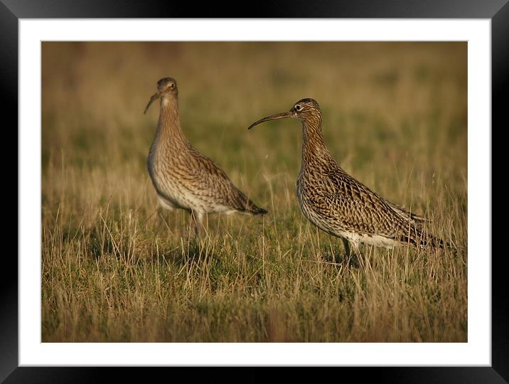 CURLEWS IN THE WINTER SUN Framed Mounted Print by Anthony R Dudley (LRPS)