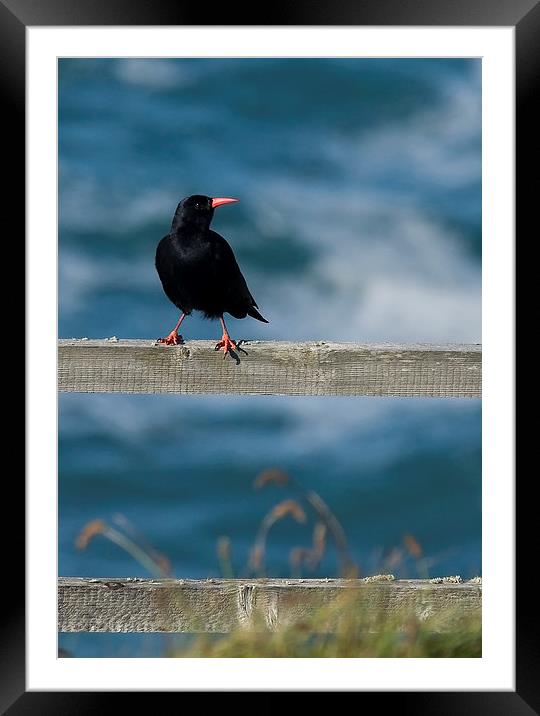 CHOUGH #2 Framed Mounted Print by Anthony R Dudley (LRPS)