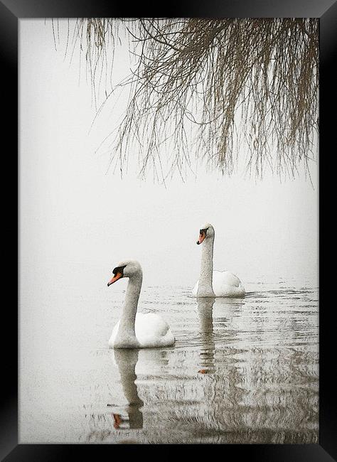 SWANS IN THE MIST #2 Framed Print by Anthony R Dudley (LRPS)
