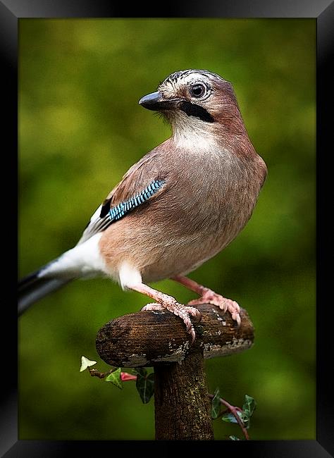 JAY Framed Print by Anthony R Dudley (LRPS)