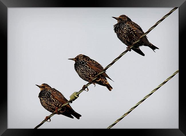 STARLING TRIO Framed Print by Anthony R Dudley (LRPS)