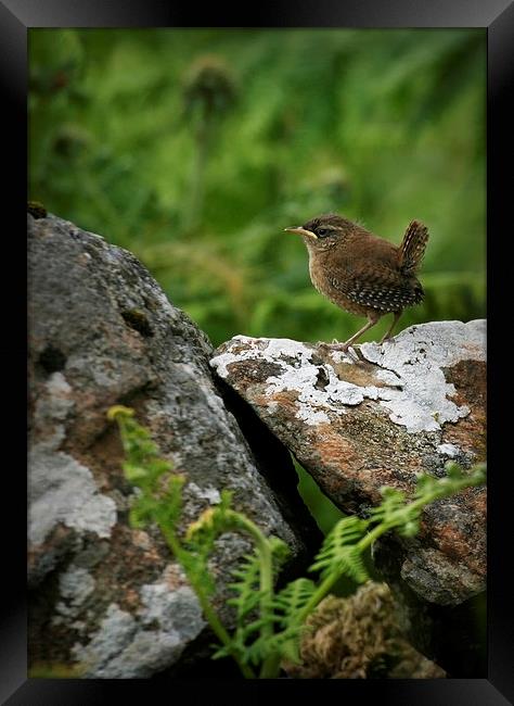 YOUNG WREN Framed Print by Anthony R Dudley (LRPS)