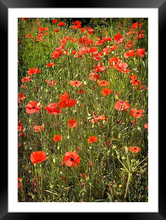 POPPY FIELD Framed Mounted Print by Anthony R Dudley (LRPS)
