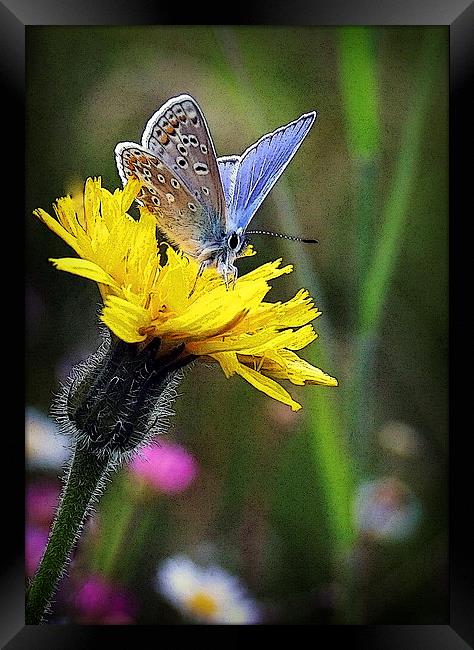 COMMON BLUE BUTTERFLY Framed Print by Anthony R Dudley (LRPS)