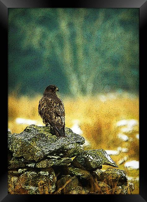 WINTER BUZZARD Framed Print by Anthony R Dudley (LRPS)