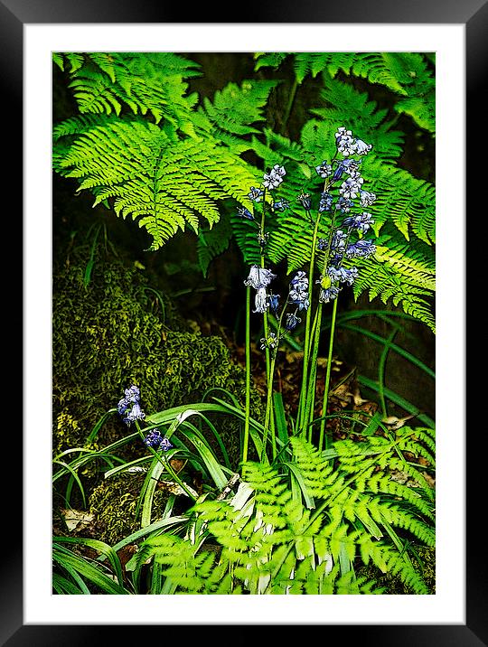 WOODLAND FLOOR Framed Mounted Print by Anthony R Dudley (LRPS)